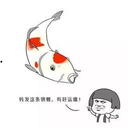 同学你锦鲤啊！躺着拿一等功,同学你锦鲤，躺着拿一等功的传奇故事