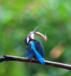 鸟的天空,探寻自然之美与生命奇迹